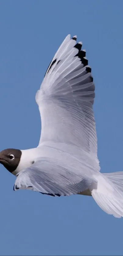 Seagull gracefully flies in a clear blue sky.