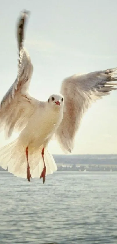 Soaring seagull over blue ocean with sky background.