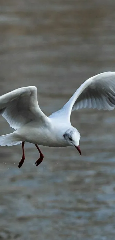 Seagull flying over calm water in a serene setting.