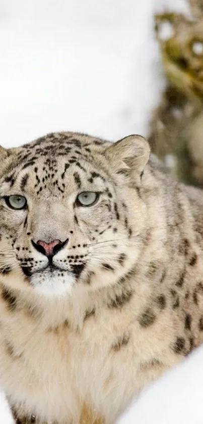 Close-up of a snow leopard in a snowy setting, perfect for mobile wallpaper.