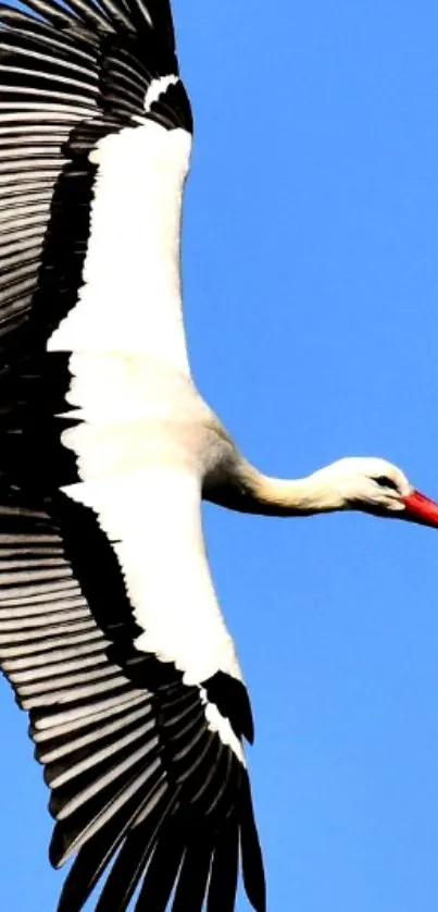 White stork soaring in the blue sky.