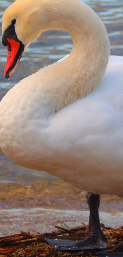 A graceful white swan stands by the water's edge.