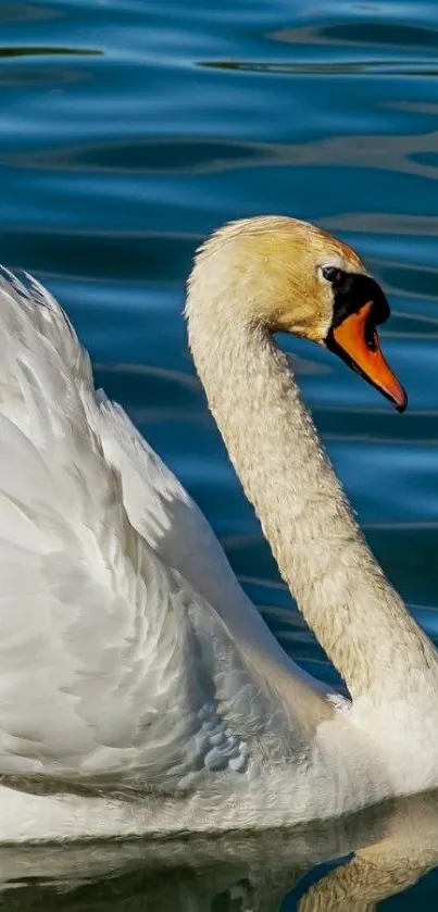 Elegant swan gliding on a serene lake.