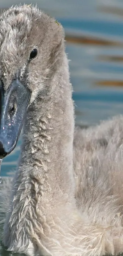 A graceful baby swan swimming on a calm lake.