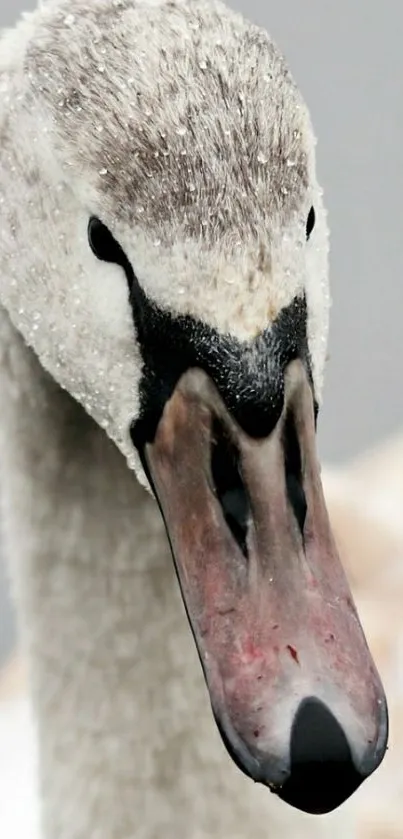 Close-up of a swan with gray feathers and a soft background.