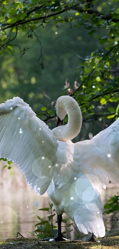 Swan with outstretched wings in a lush forest setting.