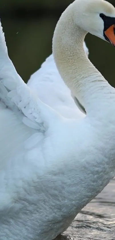 Elegant white swan gliding on water.