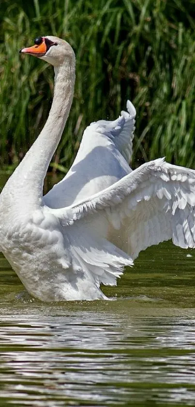 Majestic swan spreading wings on pond with green foliage backdrop.