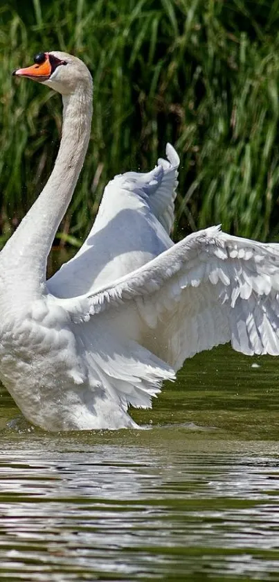 Swan gracefully spreading wings in serene lake.