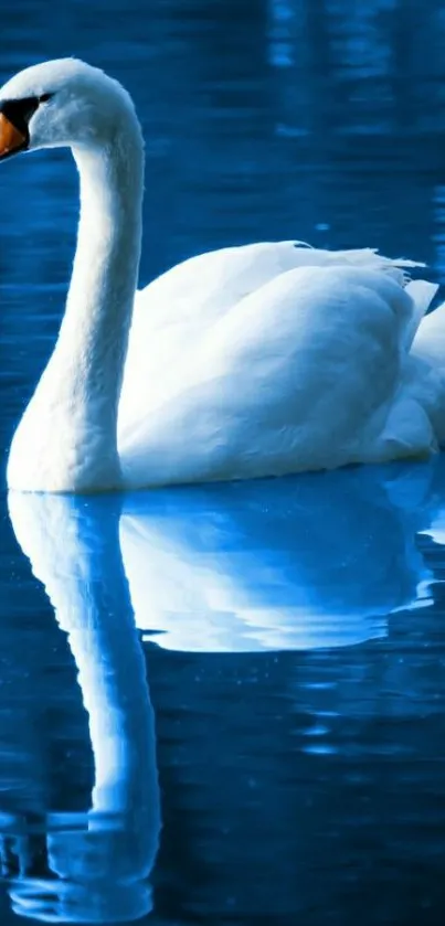 Elegant swan gliding on a serene blue lake, capturing a perfect reflection.