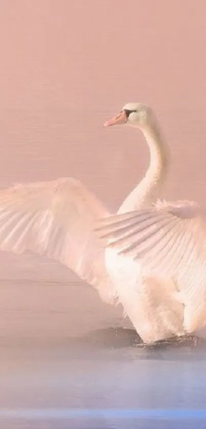 Swan gracefully spreads wings on a misty lake.