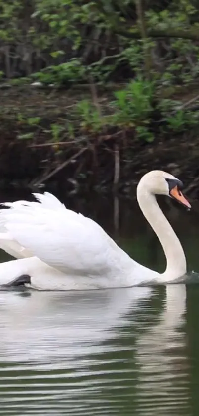 Elegant white swan gliding on a tranquil lake with green reflections.