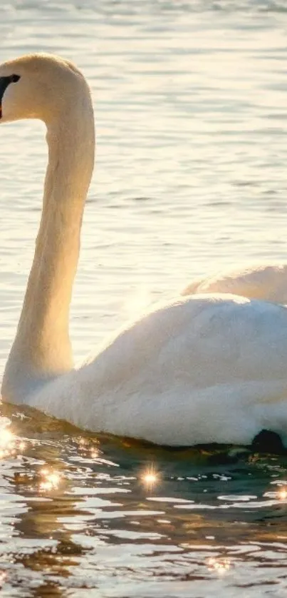 Graceful swan gliding on calm water with sparkling reflections.