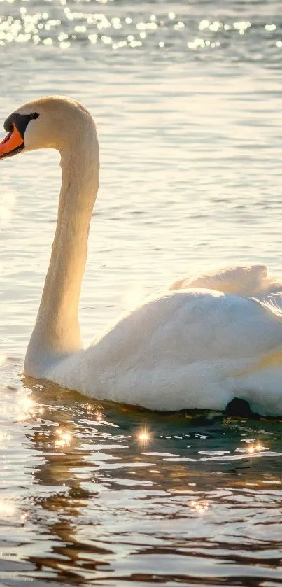 Swan gliding on a sunlit lake, creating a tranquil scene with shimmering water.