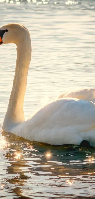 Graceful swan gliding on sunlit water, reflecting tranquility.