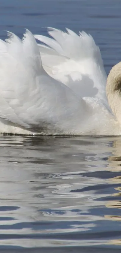 A graceful white swan glides on a calm blue lake.