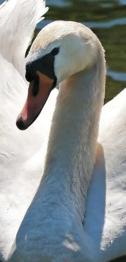 Graceful white swan gliding on calm water.