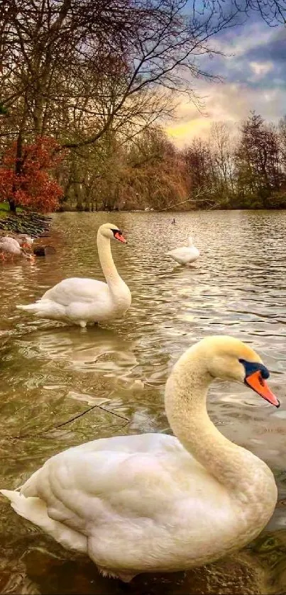 Swans gliding on a tranquil lake at sunset with a forest backdrop.