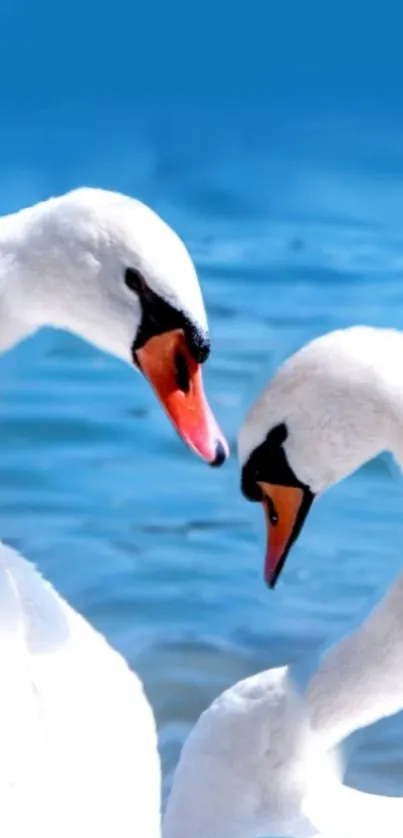 Two swans gracefully pose against a blue water background in this wallpaper.