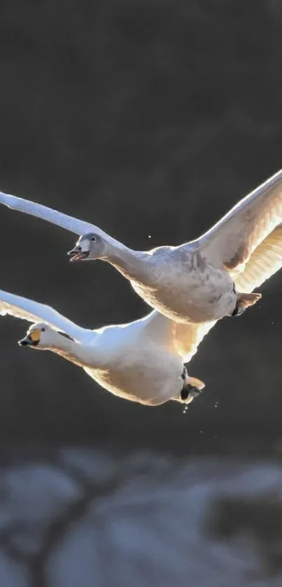 Two swans flying gracefully against a dark sky.