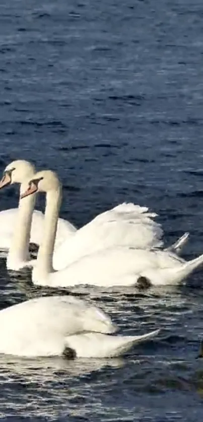 White swans gracefully floating on a calm blue lake.