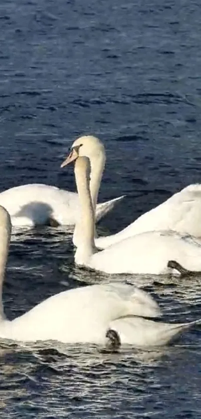 Elegant swans gracefully swimming on blue water.