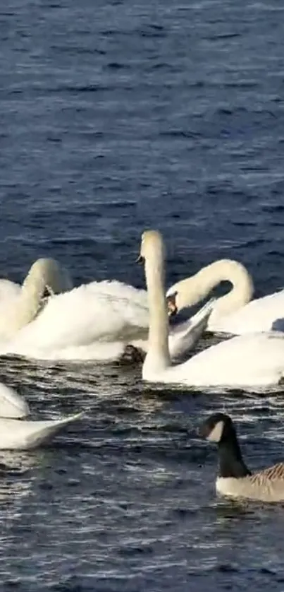 Swans glide on calm blue water under sunlight in peaceful scene.