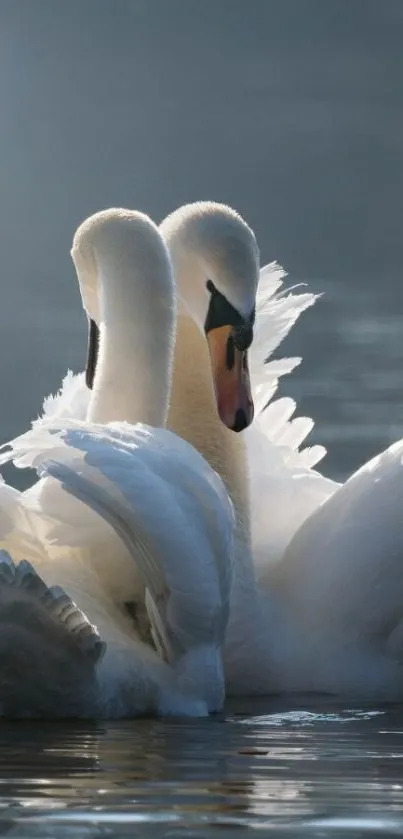 Two swans gracefully glide on a serene lake.