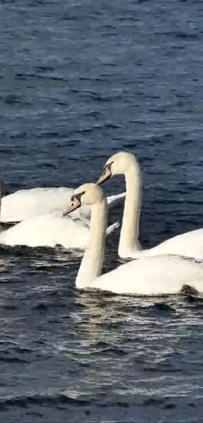 Elegant swans gracefully gliding on tranquil blue waters.