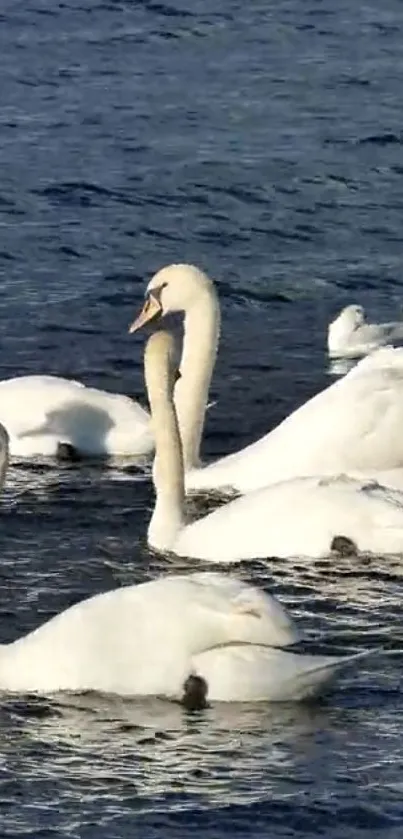 Swans gracefully gliding on blue water.