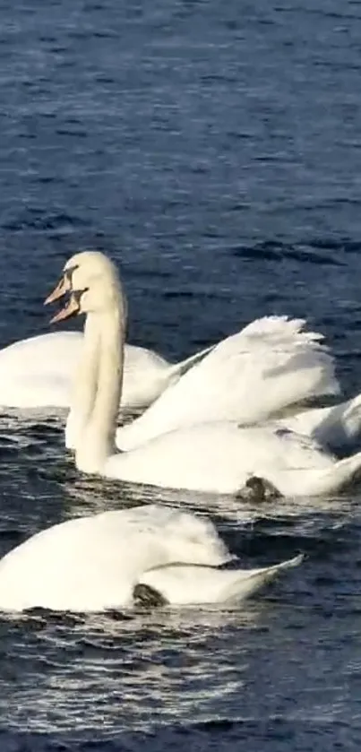 Swans gracefully gliding on a serene blue lake.