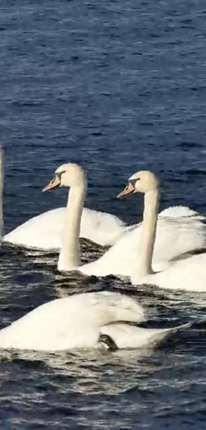 Graceful swans gliding on a tranquil blue lake.