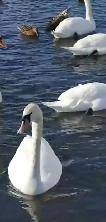 Swans gracefully swimming in a serene lake scene.