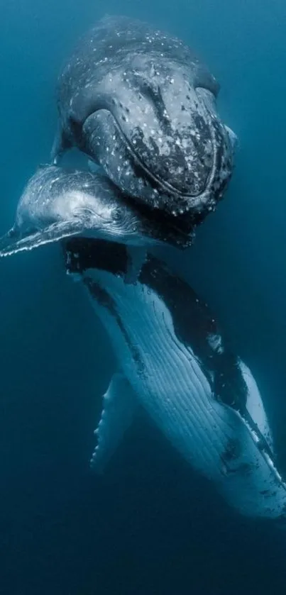 Two whales gracefully swim in a serene underwater scene with a blue backdrop.