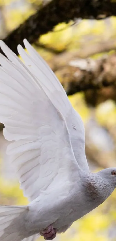 White dove in flight with a blurred natural background.