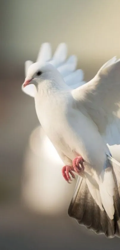 A white dove gracefully flying with wings spread in a soft, blurred background.