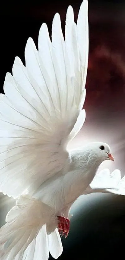 White dove in flight against a dark, cloudy sky.