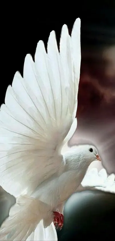 Graceful white dove with outstretched wings against a dark sky.