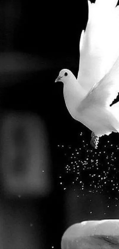 A white dove gracefully flying against a black background.