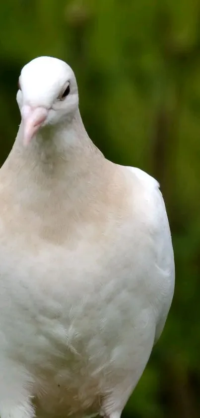 White dove on a green blurred background.