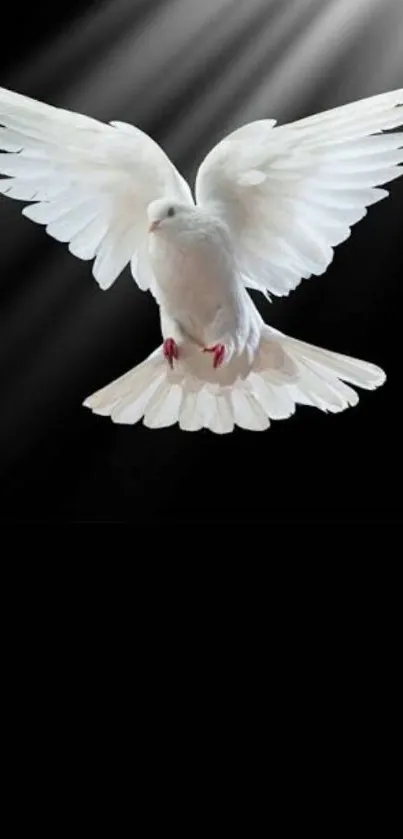 White dove gracefully flying with wings spread on a dark background.