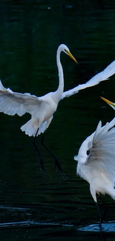 Two white egrets gracefully flying over a dark, tranquil lake.