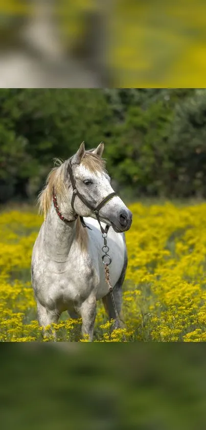 Majestic white horse in a vibrant yellow flower field.