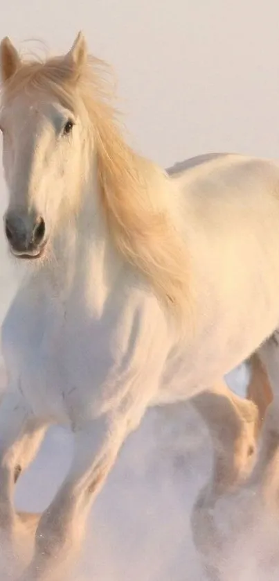 Majestic white horse galloping on snow.