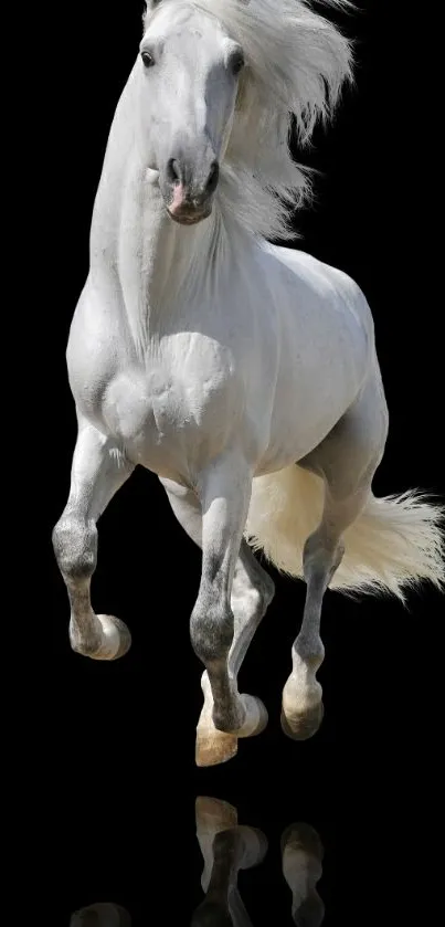 Graceful white horse stands out against a black background.