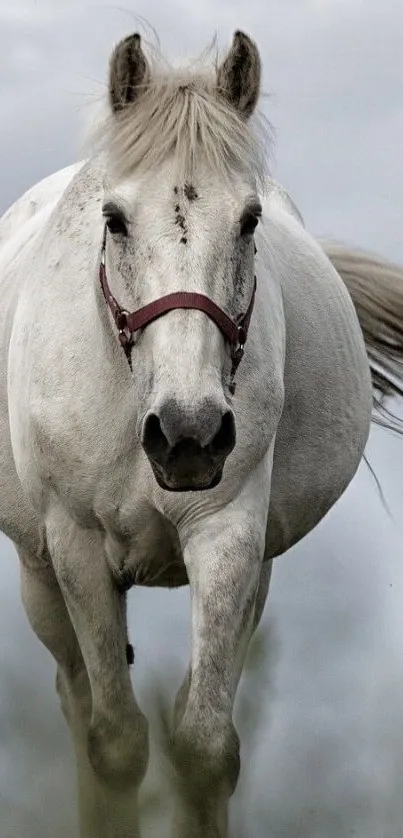 Dynamic white horse running against a cloudy sky backdrop.