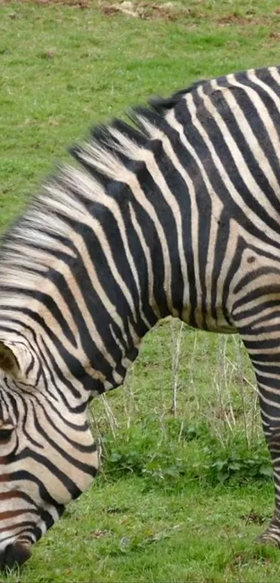 Zebra with striking stripes on green grass, perfect for phone wallpaper.