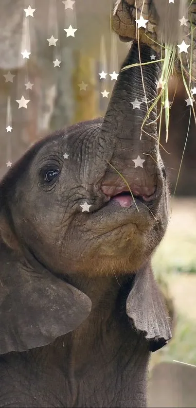 Grass Snout Terrestrial Animal Live Wallpaper