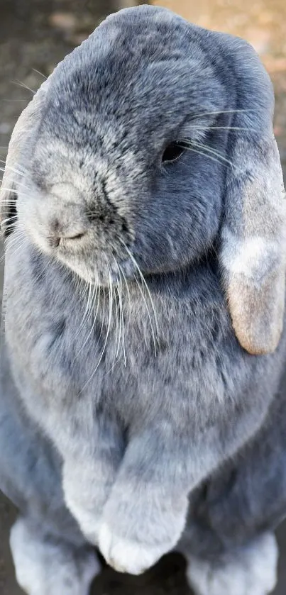 Grass Snout Whiskers Live Wallpaper