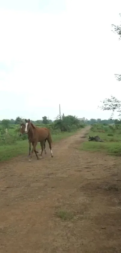 Grass Tree Cloud Live Wallpaper